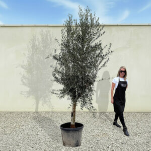 A243 Tuscan Olive Tree (Maximo)