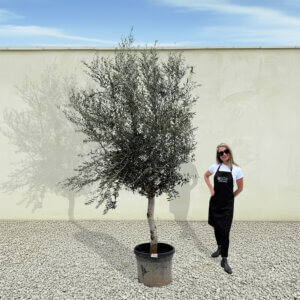 A244 Tuscan Olive Tree (Maximo)