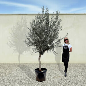 A245 Tuscan Olive Tree (Maximo)