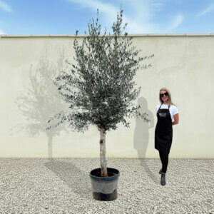 A246 Tuscan Olive Tree (Maximo)