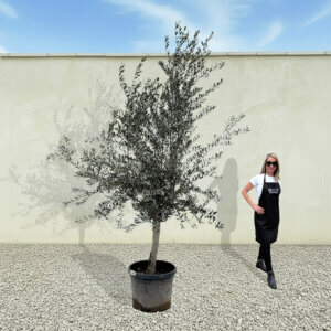 A247 Tuscan Olive Tree (Maximo)