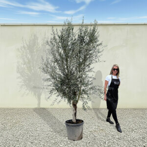 A248 Tuscan Olive Tree (Maximo)