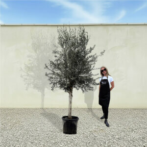 A250 Tuscan Olive Tree (Maximo)