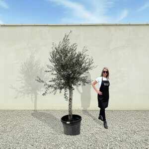 A251 Tuscan Olive Tree (Maximo)