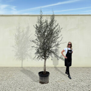 A252 Tuscan Olive Tree (Maximo)