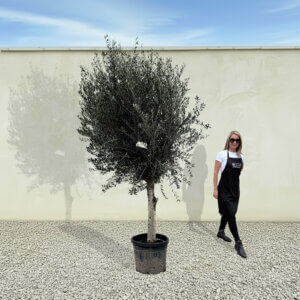 A253 Tuscan Olive Tree (Maximo)