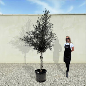 A254 Tuscan Olive Tree (Maximo)