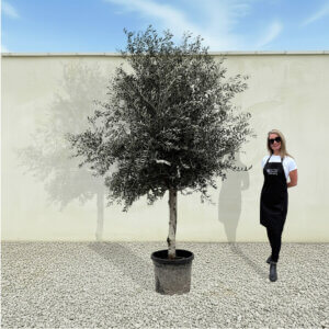 A255 Tuscan Olive Tree (Maximo)