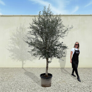 A256 Tuscan Olive Tree (Maximo)