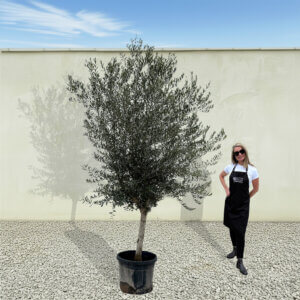 A257 Tuscan Olive Tree (Maximo)