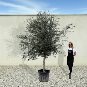 A259 Tuscan Olive Tree (Maximo)