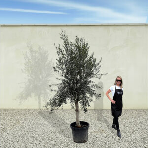 A260 Tuscan Olive Tree (Maximo)