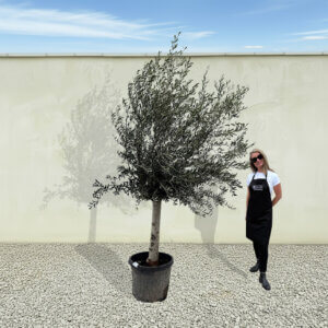 A261 Tuscan Olive Tree (Maximo)