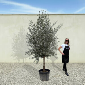 A262 Tuscan Olive Tree (Maximo)