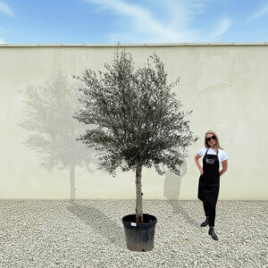 A263 Tuscan Olive Tree (Maximo)