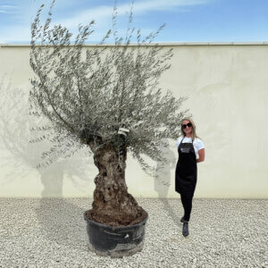 A264 Gnarled Ancient Olive Tree XXL (Grande)