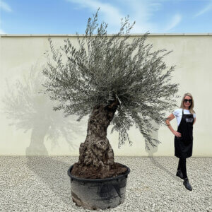 A265 Gnarled Ancient Olive Tree XXL (Grande)