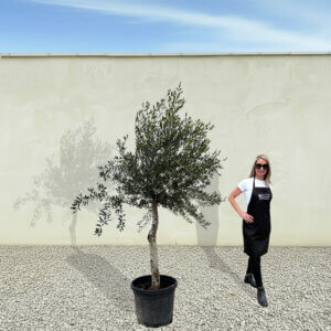 A266 Tuscan Olive Tree (Maximo)