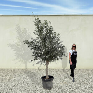 A267 Tuscan Olive Tree (Maximo)