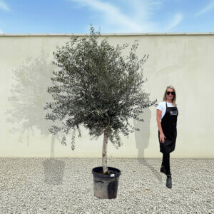 A268 Tuscan Olive Tree (Maximo)