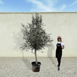 A269 Tuscan Olive Tree (Maximo)
