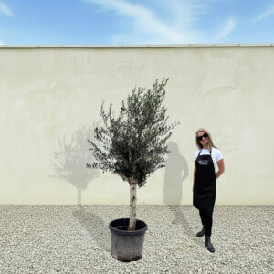 A270 Tuscan Olive Tree (Maximo)