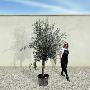 A272 Tuscan Olive Tree (Maximo)