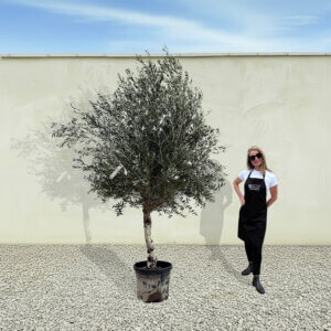 A273 Tuscan Olive Tree (Maximo)