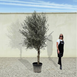 A274 Tuscan Olive Tree (Maximo)