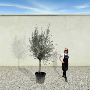 A275 Tuscan Olive Tree (Maximo)