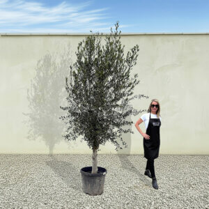 A276 Tuscan Olive Tree (Maximo)