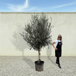 A277 Tuscan Olive Tree (Maximo)