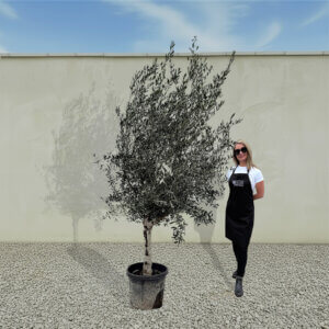 A278 Tuscan Olive Tree (Maximo)