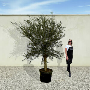 A28 Tuscan Olive Tree (Supremo)
