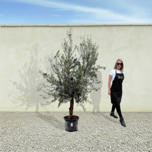 A282 Tuscan Olive Tree (Verde)