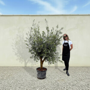 A283 Tuscan Olive Tree (Verde)