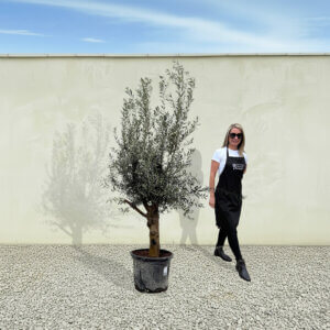 A284 Tuscan Olive Tree (Verde)
