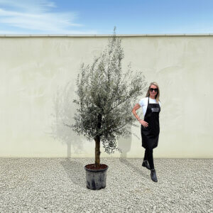 A285 Tuscan Olive Tree (Verde)