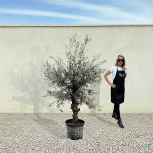 A286 Tuscan Olive Tree (Verde)