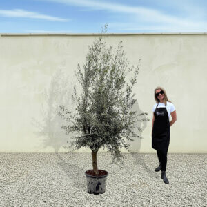 A288 Tuscan Olive Tree (Verde)