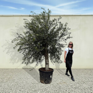 A29 Tuscan Olive Tree (Supremo)