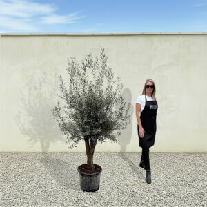 A290 Tuscan Olive Tree (Verde)