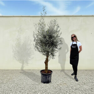 A291 Tuscan Olive Tree (Verde)