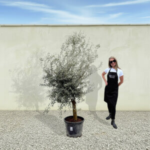 A294 Tuscan Olive Tree (Verde)