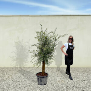 A295 Tuscan Olive Tree (Verde)