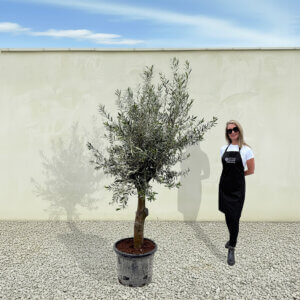 A296 Tuscan Olive Tree (Verde)