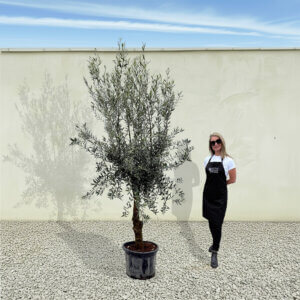 A297 Tuscan Olive Tree (Verde)