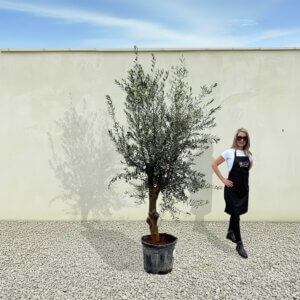 A298 Tuscan Olive Tree (Verde)