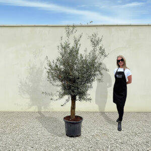 A299 Tuscan Olive Tree (Verde)