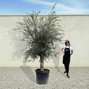 A30 Tuscan Olive Tree (Supremo)
